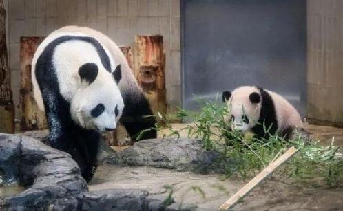 上海熊猫爆料事件最新,真相与争议交织的动物保护风波 第3张 上海熊猫爆料事件最新,真相与争议交织的动物保护风波 第3张